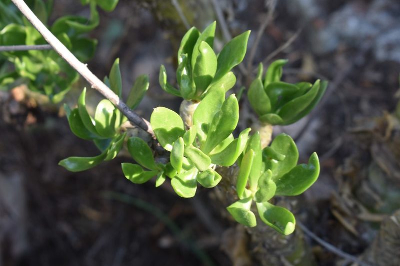 Tylecodon paniculatus, photographed by Justin Ponder