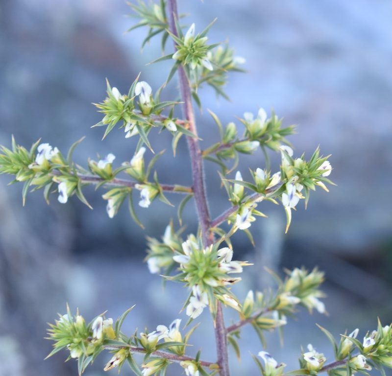 Muraltia ericifolia, photographed by Justin Ponder