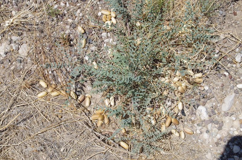 Astragalus gypsodes, photographed by Eric Knight