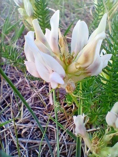Oxytropis muricata, photographed by Владимир Преловский