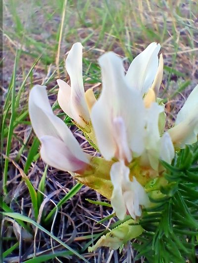 Oxytropis muricata, photographed by Владимир Преловский