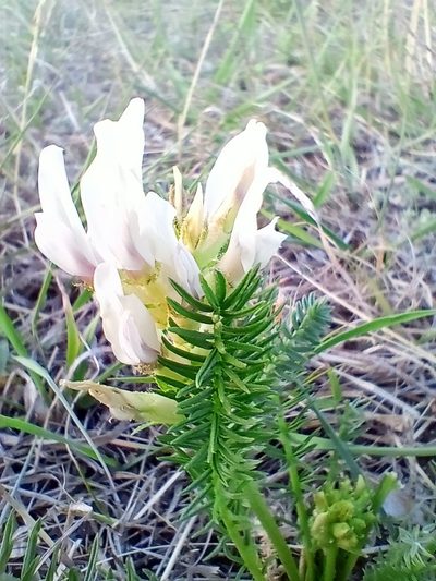 Oxytropis muricata, photographed by Владимир Преловский
