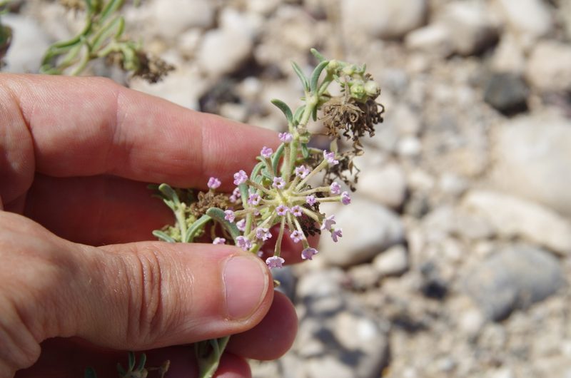 Abronia nealleyi, photographed by Eric Knight