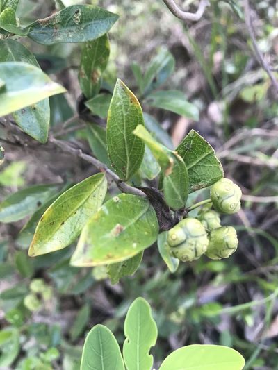 Gynochthodes parvifolia, photographed by poyin