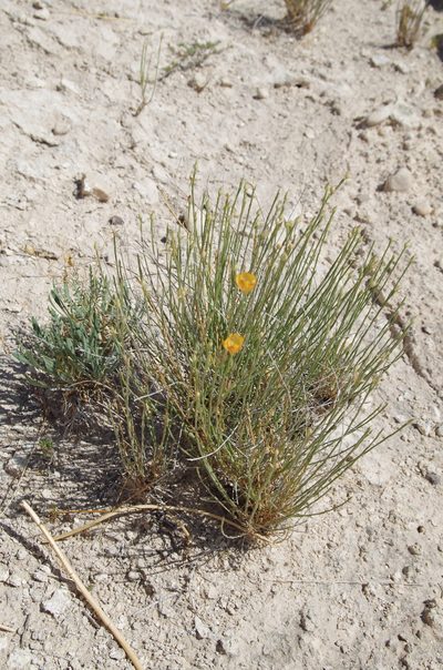 Linum allredii, photographed by Eric Knight