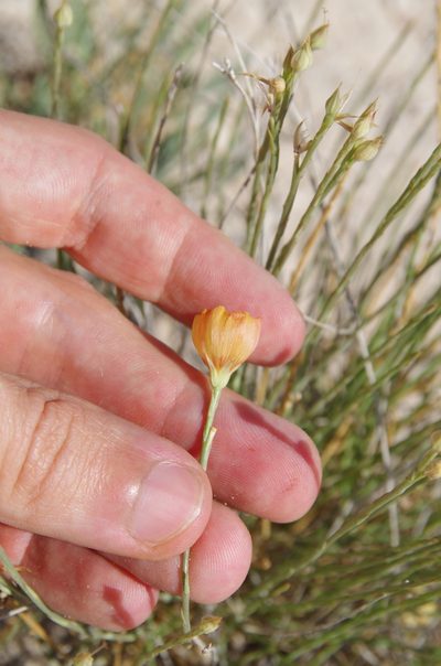 Linum allredii, photographed by Eric Knight
