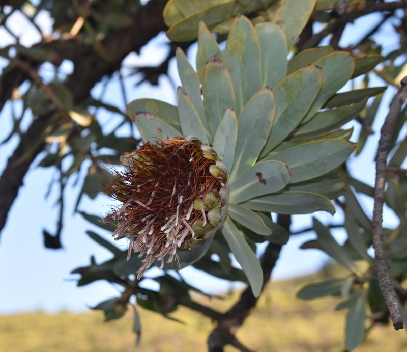 Protea nitida, photographed by Justin Ponder