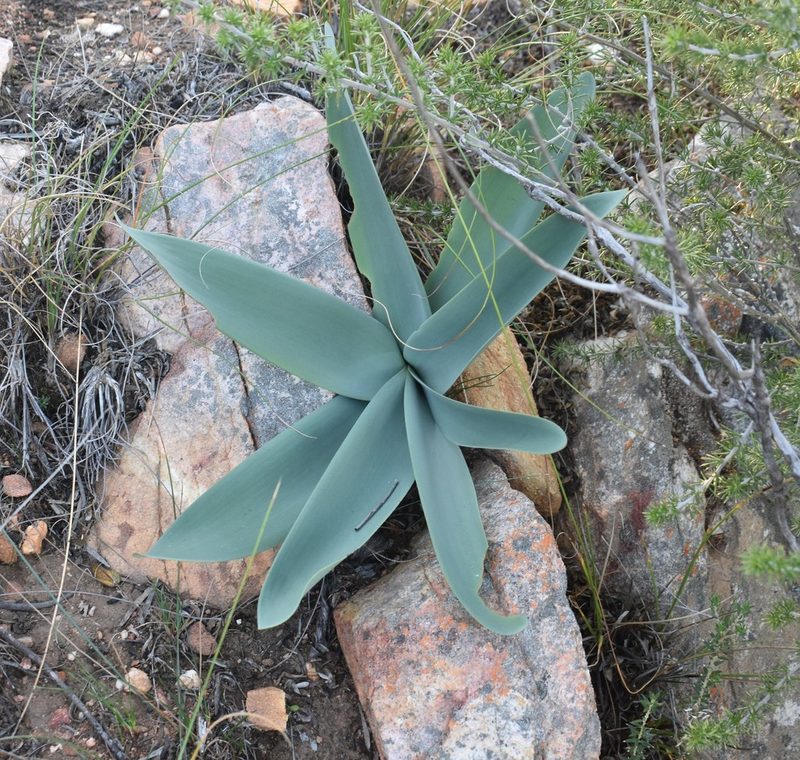 Brunsvigia josephinae, photographed by Justin Ponder