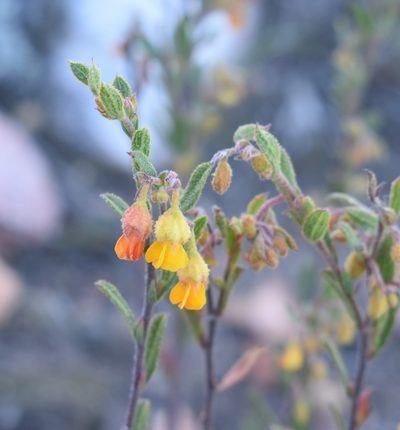 Hermannia decipiens, photographed by Justin Ponder