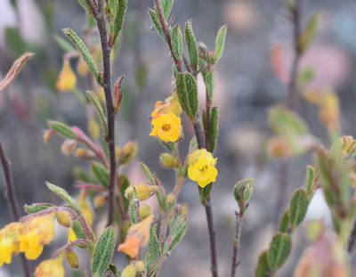 Hermannia decipiens, photographed by Justin Ponder
