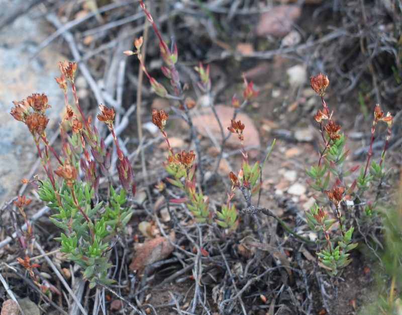 Crassula biplanata, photographed by Justin Ponder