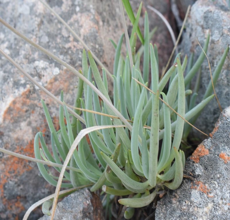 Curio talinoides, photographed by Justin Ponder