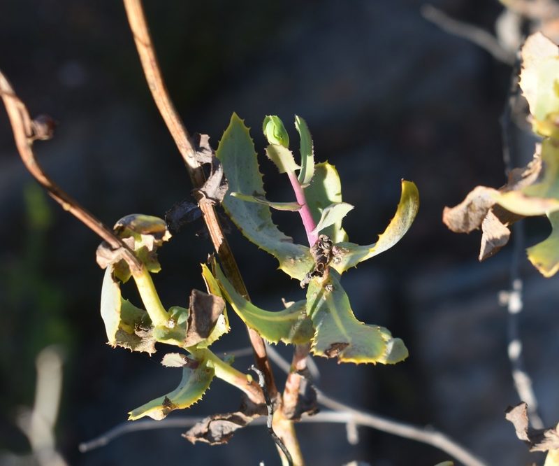 Othonna parviflora, photographed by Justin Ponder