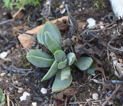 Crassula nudicaulis, photographed by Justin Ponder