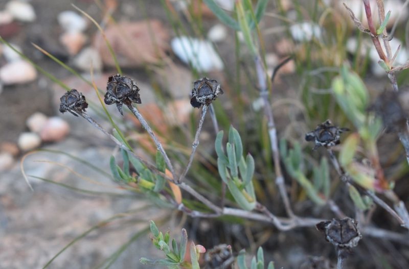 Lampranthus haworthii, photographed by Justin Ponder