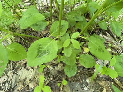 Persicaria virginiana, photographed by Tom Scavo