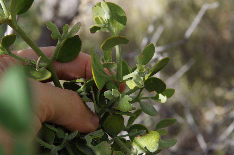 Phoradendron coryae, photographed by Eric Knight
