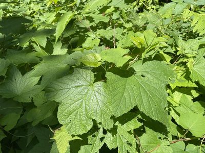 Rubus odoratus, photographed by Tom Scavo