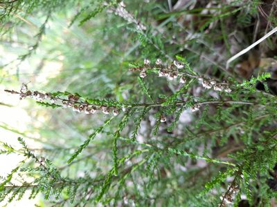 Calluna vulgaris, photographed by Łucja Borsuk