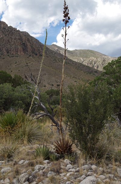 Agave gracilipes, photographed by Eric Knight