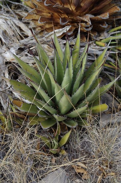 Agave gracilipes, photographed by Eric Knight