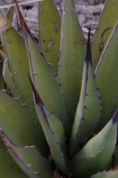 Agave gracilipes, photographed by Eric Knight