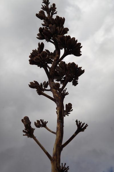 Agave gracilipes, photographed by Eric Knight