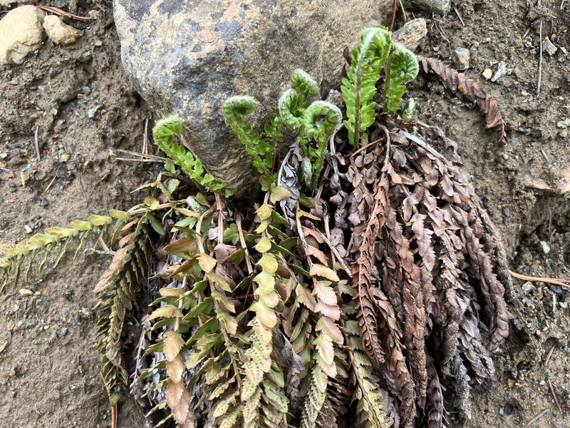 Polystichum scopulinum, photographed by James H. Thomas