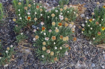 Gaillardia multiceps, photographed by Eric Knight