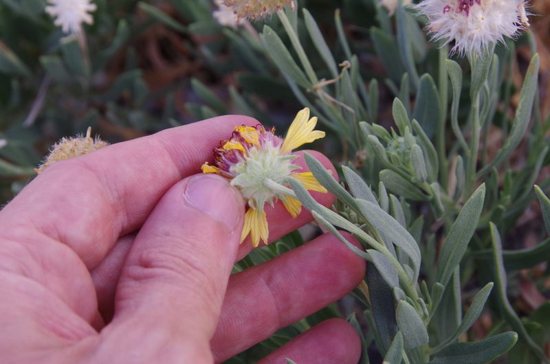 Gaillardia multiceps, photographed by Eric Knight