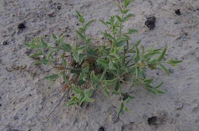 Acleisanthes lanceolata