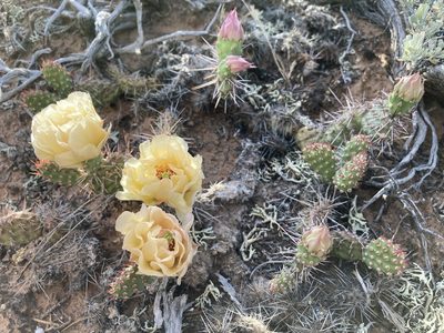 Opuntia fragilis, photographed by Cecelia Alexander