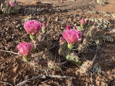 Opuntia fragilis, photographed by Cecelia Alexander