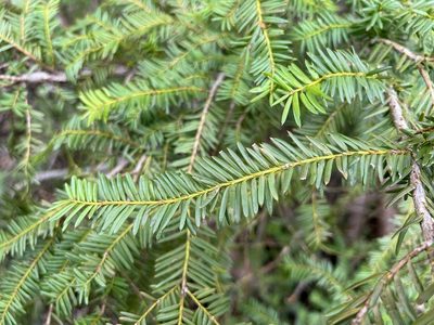 Taxus brevifolia, photographed by James H. Thomas