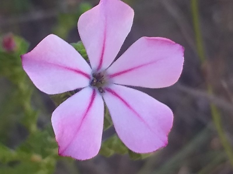 Acmadenia tetragona, photographed by kevin koen