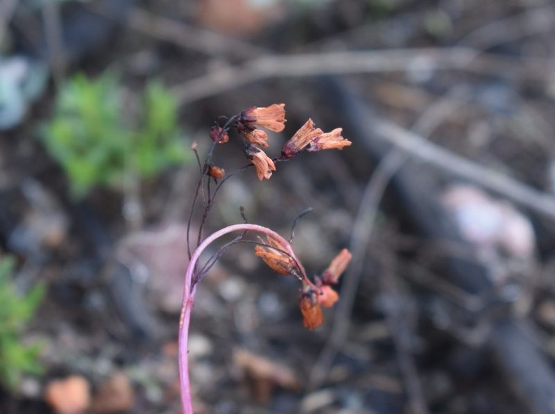 Crassula umbella, photographed by Justin Ponder