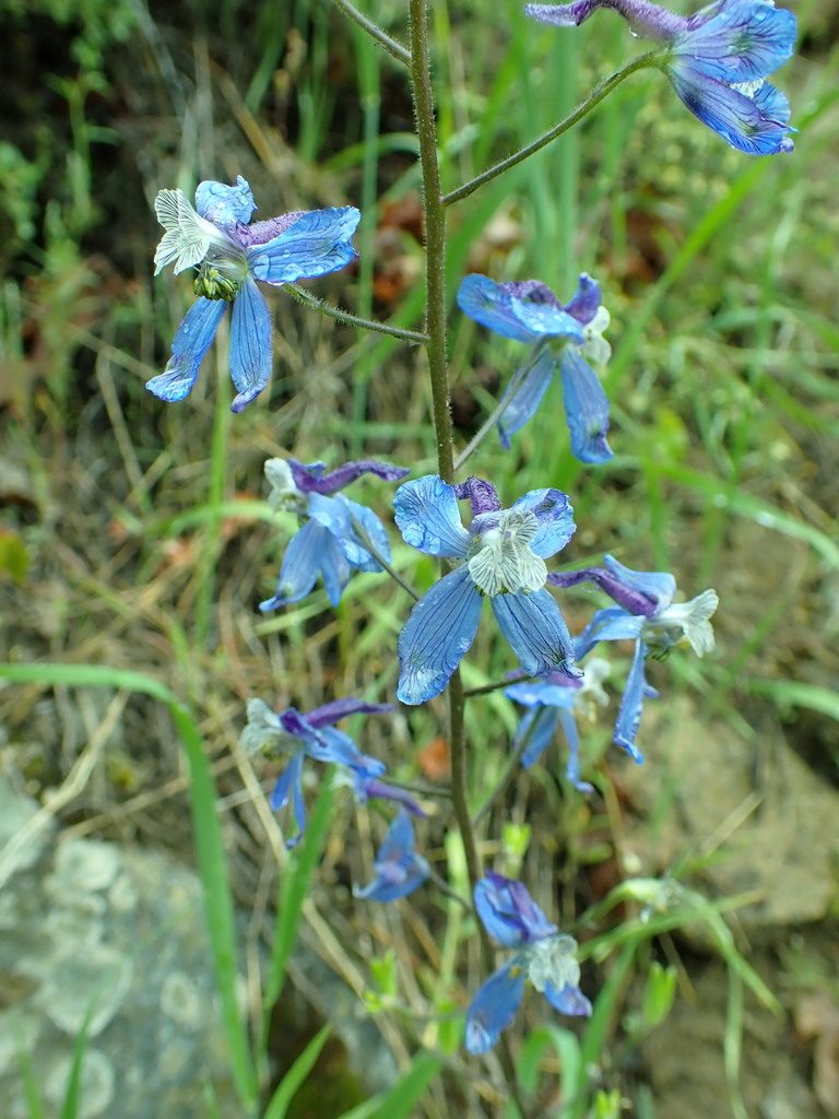 Delphinium lineapetalum, photographed by James H. Thomas