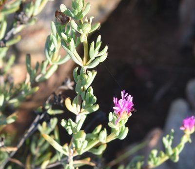 Lampranthus haworthii, photographed by Justin Ponder