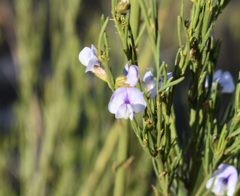 Psoralea diturnerae, photographed by Justin Ponder