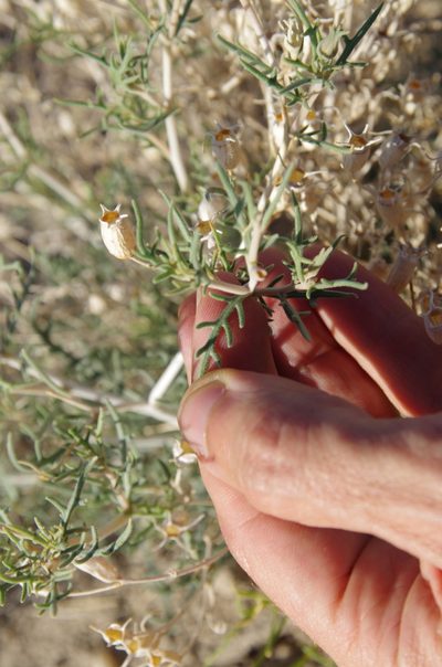 Mentzelia humilis, photographed by Eric Knight