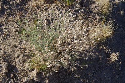 Mentzelia humilis, photographed by Eric Knight