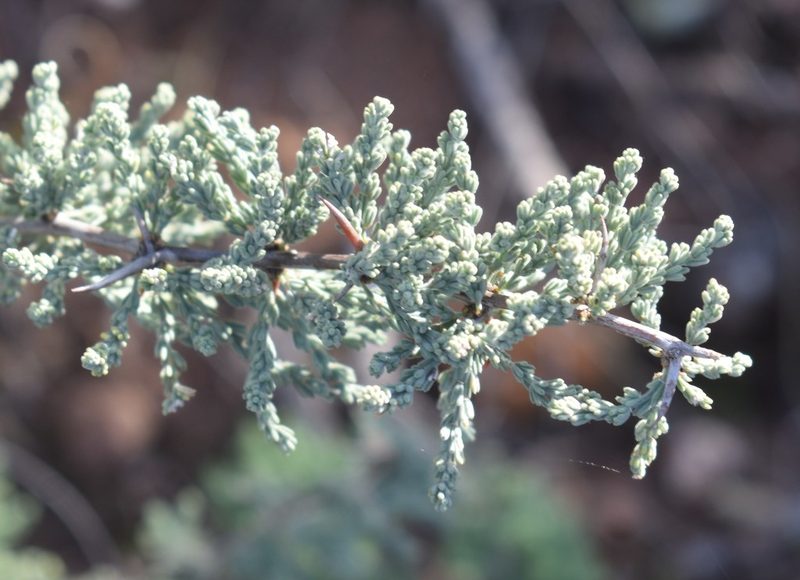 Asparagus capensis, photographed by Justin Ponder