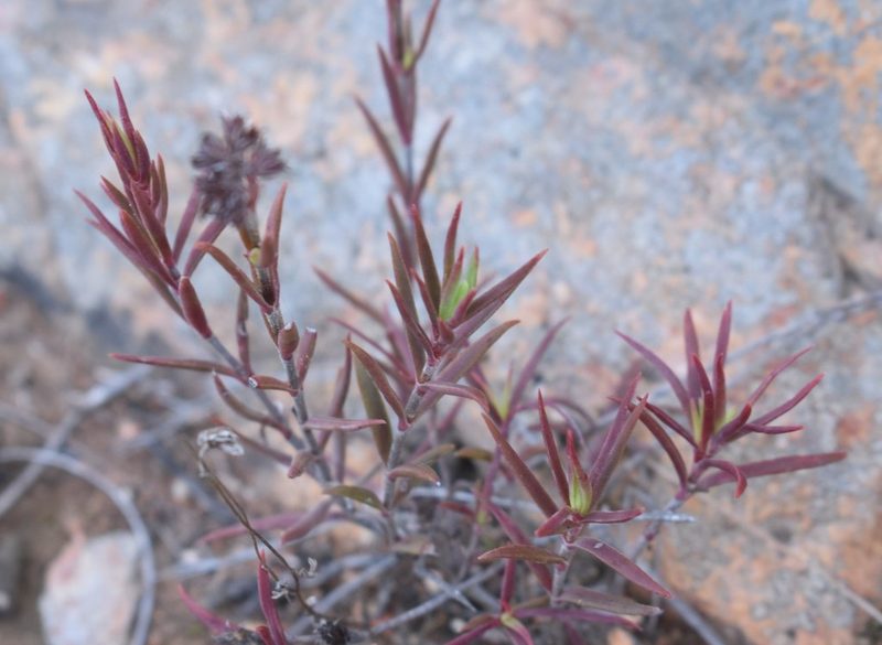 Crassula subulata, photographed by Justin Ponder