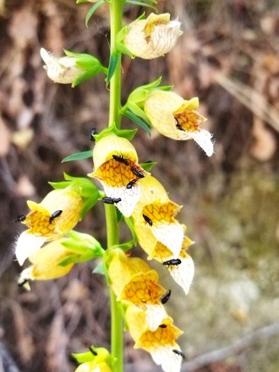 Digitalis laevigata, photographed by Niko Ioannidis