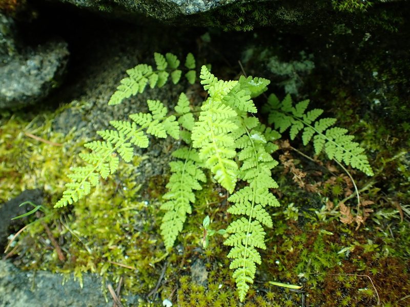 Woodsia scopulina, photographed by James H. Thomas