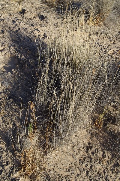 Bouteloua breviseta, photographed by Eric Knight
