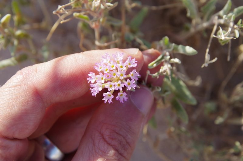 Abronia angustifolia, photographed by Eric Knight