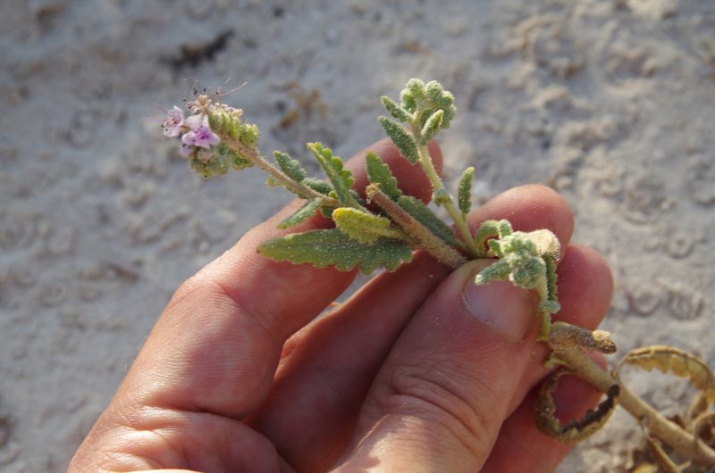 Phacelia integrifolia, photographed by Eric Knight