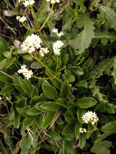Valeriana saxatilis, photographed by Loïc Chalmandrier