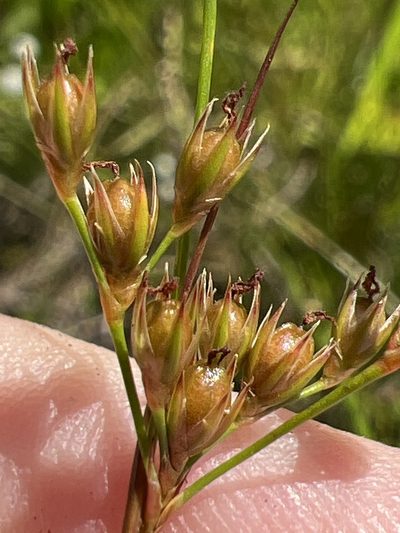 Juncus dichotomus, photographed by Alan Weakley